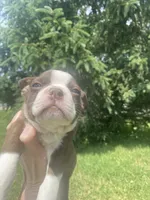 Milo, a male Boston Terrier for sale in Edgar, WI – 3 of 6