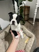 Beans, a male Boston Terrier for sale in Edgar, WI – Photo 1 of 5