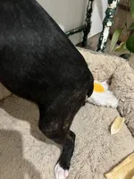 Beans, a male Boston Terrier for sale in Edgar, WI – Photo 3 of 5