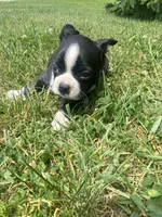 Hank, a male Boston Terrier for sale in Edgar, WI – 5 of 8