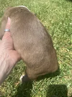 Milo, a male Boston Terrier for sale in Edgar, WI – 5 of 6