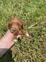 Stella, a female Miniature Goldendoodle for sale in Edgar, WI – 2 of 10