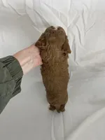 Louie, a male Cavapoo for sale in Edgar, WI – Photo 6 of 6