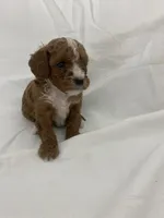 Louie, a male Cavapoo for sale in Edgar, WI – Photo 3 of 6