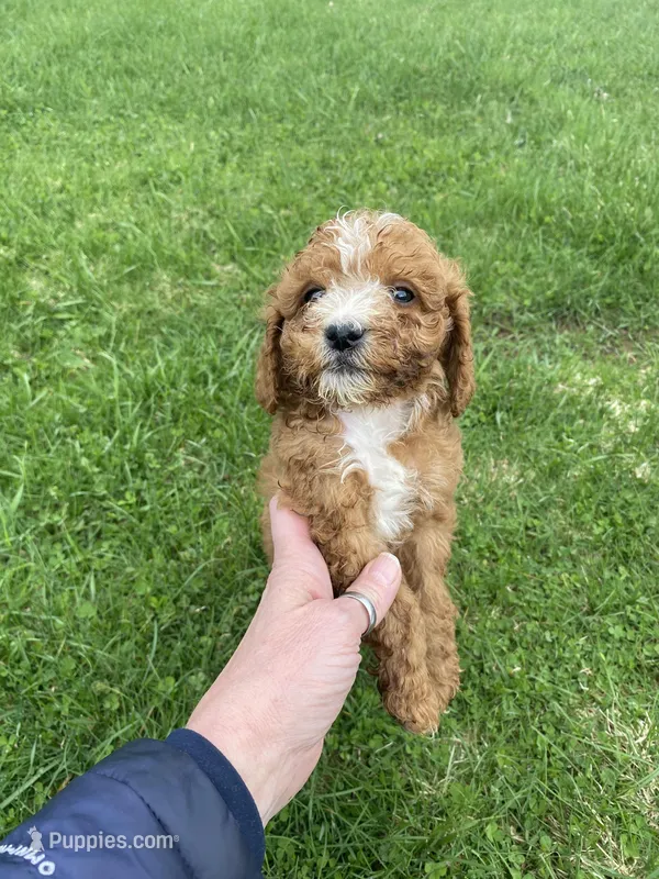 Louie – Cavapoo puppy for sale in Edgar, WI