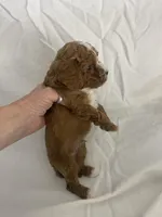 Louie, a male Cavapoo for sale in Edgar, WI – Photo 2 of 6