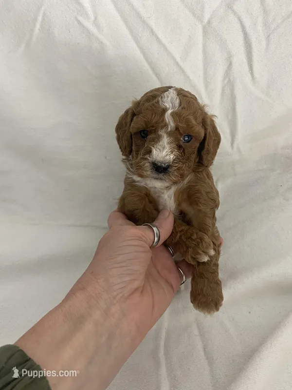 Louie – Cavapoo puppy for sale in Edgar, WI