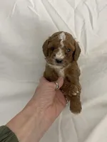 Louie, a male Cavapoo for sale in Edgar, WI – Photo 1 of 6