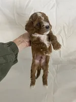 Louie, a male Cavapoo for sale in Edgar, WI – Photo 5 of 6