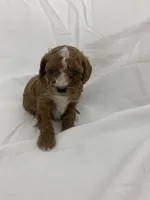 Louie, a male Cavapoo for sale in Edgar, WI – Photo 4 of 6