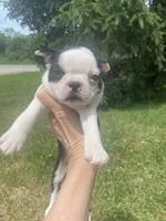 Belle, a female Boston Terrier for sale in Edgar, WI – 6 of 6