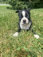Hank, a male Boston Terrier for sale in Edgar, WI – 2 of 8