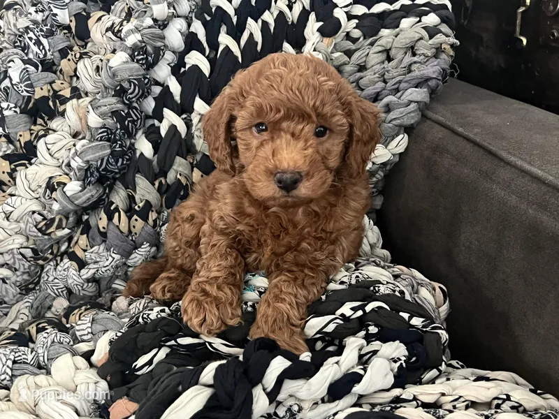 Winston – Miniature Goldendoodle puppy for sale in Edgar, WI