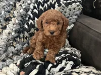Winston, a male Miniature Goldendoodle for sale in Edgar, WI – Photo 1 of 4