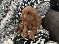 Winston, a male Miniature Goldendoodle for sale in Edgar, WI – Photo 4 of 4