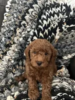 Winston, a male Miniature Goldendoodle for sale in Edgar, WI – Photo 3 of 4