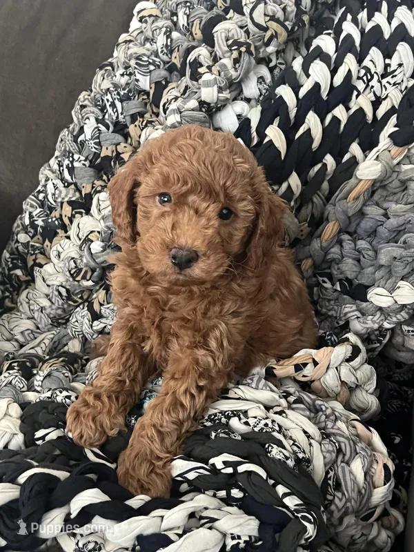 Winston – Miniature Goldendoodle puppy for sale in Edgar, WI