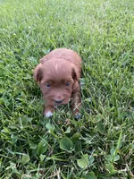 Stella, a female Miniature Goldendoodle for sale in Edgar, WI – 7 of 10