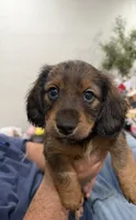 Beanie , a female Miniature Dachshund for sale in Miami, FL – 3 of 4