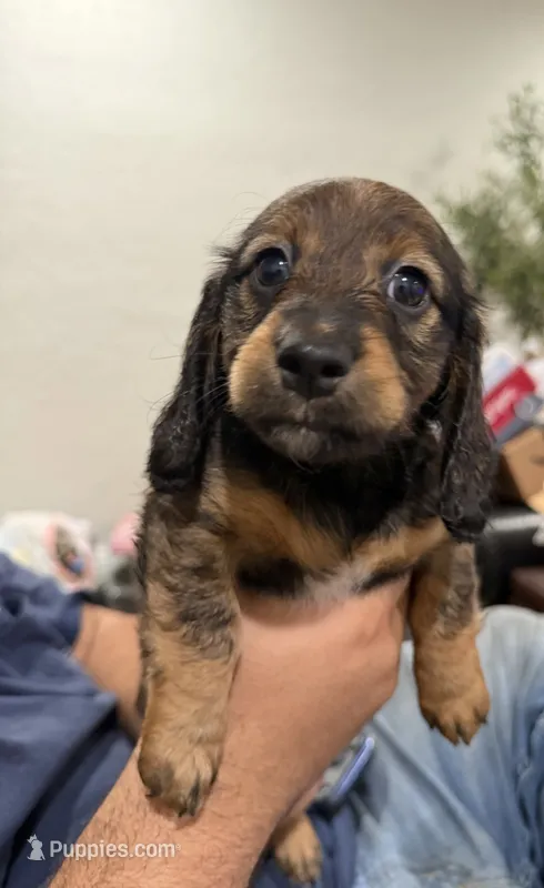 Mocha – Dachshund, Miniature Dachshund puppy for sale in Miami, FL