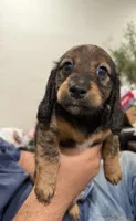Little lily , a female Miniature Dachshund for sale in Miami, FL – 2 of 3