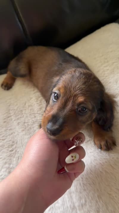 Lily , a female Miniature Dachshund for sale in Miami, FL – 2 of 2