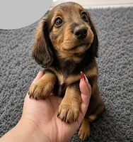 Lily , a female Miniature Dachshund for sale in Miami, FL – 1 of 2