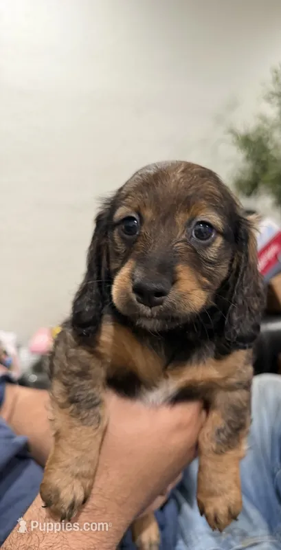 Little lily  – Miniature Dachshund puppy for sale in Miami, FL