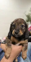 Little lily , a female Miniature Dachshund for sale in Miami, FL – 1 of 3