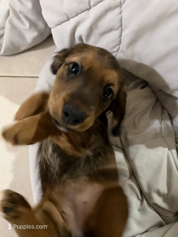 Beanie  – Dachshund, Miniature Dachshund puppy for sale in Miami, FL