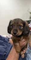 Beanie , a female Miniature Dachshund for sale in Miami, FL – 1 of 4