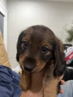 Beanie , a female Miniature Dachshund for sale in Miami, FL – 2 of 4