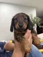 Little Spark , a male Miniature Dachshund for sale in Miami, FL – 3 of 3