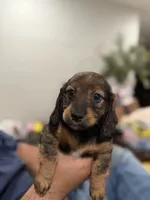 Little lily , a female Miniature Dachshund for sale in Miami, FL – 3 of 3