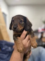 Little Spark , a male Miniature Dachshund for sale in Miami, FL – 1 of 3