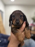 Little Spark , a male Miniature Dachshund for sale in Miami, FL – 2 of 3