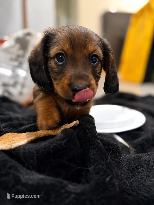 Beanie  – Dachshund, Miniature Dachshund puppy for sale in Miami, FL