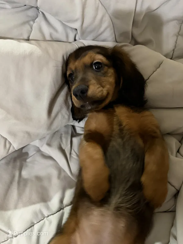 Beanie  – Dachshund, Miniature Dachshund puppy for sale in Miami, FL
