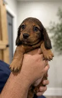 Timmy , a male Miniature Dachshund for sale in Miami, FL – 2 of 3