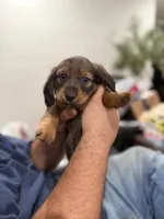 Beanie , a female Miniature Dachshund for sale in Miami, FL – 4 of 4