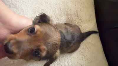 Timmy , a male Miniature Dachshund for sale in Miami, FL – 3 of 3