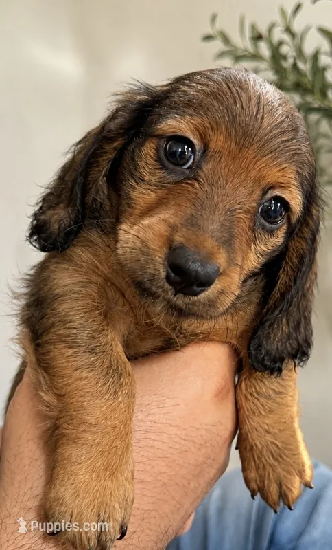 Timmy  – Miniature Dachshund puppy for sale in Miami, FL