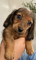 Timmy , a male Miniature Dachshund for sale in Miami, FL – 1 of 3