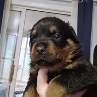 processed/172a81c8-2b80-4804-955c-e6428d240e8c/listing/e4c1451c-55bb-4ae4-bd43-7d7a29636cb0/9f2f781b-83ea-40d2-ab50-906e4088e1ac