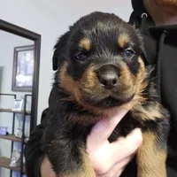 processed/172a81c8-2b80-4804-955c-e6428d240e8c/listing/e4c1451c-55bb-4ae4-bd43-7d7a29636cb0/a2e42f15-8f3f-4dd4-adcb-497696168514