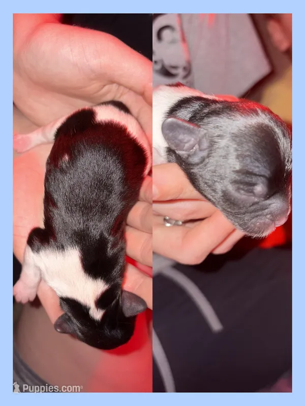 Dumpling  – Cavapoo puppy for sale in Nevada, MO