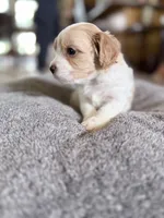 Biscuit, a male Cavapoo for sale in Nevada, MO – 3 of 3