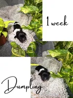 Dumpling , a male Cavapoo for sale in Nevada, MO – 2 of 2