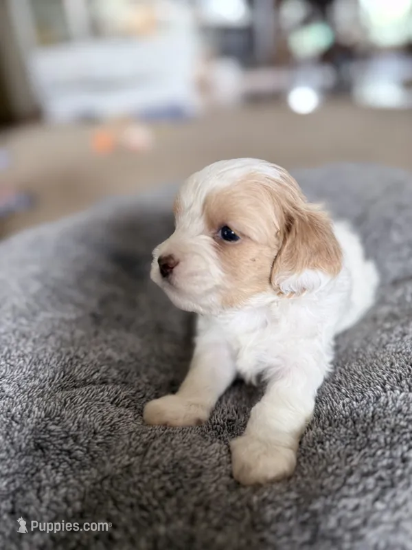 Muffin – Cavapoo puppy for sale in Nevada, MO