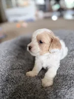 Muffin, a female Cavapoo for sale in Nevada, MO – 1 of 3